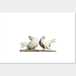 Couple of Withe Doves Birds Dating Posters and Art